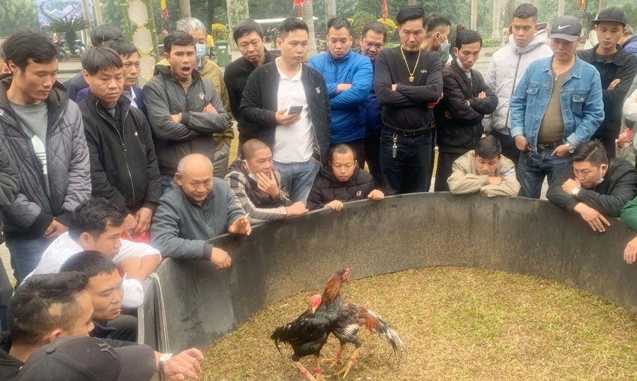 Chọi gà gắn liền không khí hội làng truyền thống