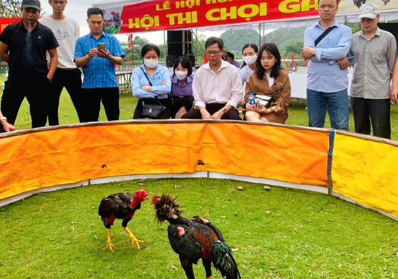 Hình ảnh chọi gà sôi động giữa ngày hội xuân