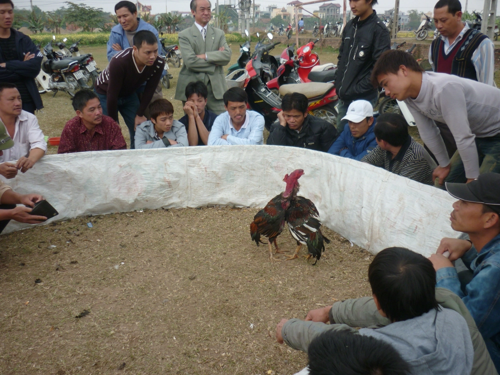 Hình ảnh gà chọi thể hiện sức mạnh và bản lĩnh