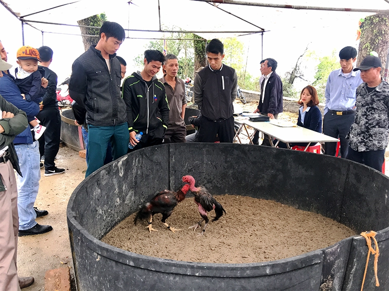 Hình ảnh chọi gà ghi lại khoảnh khắc gay cấn