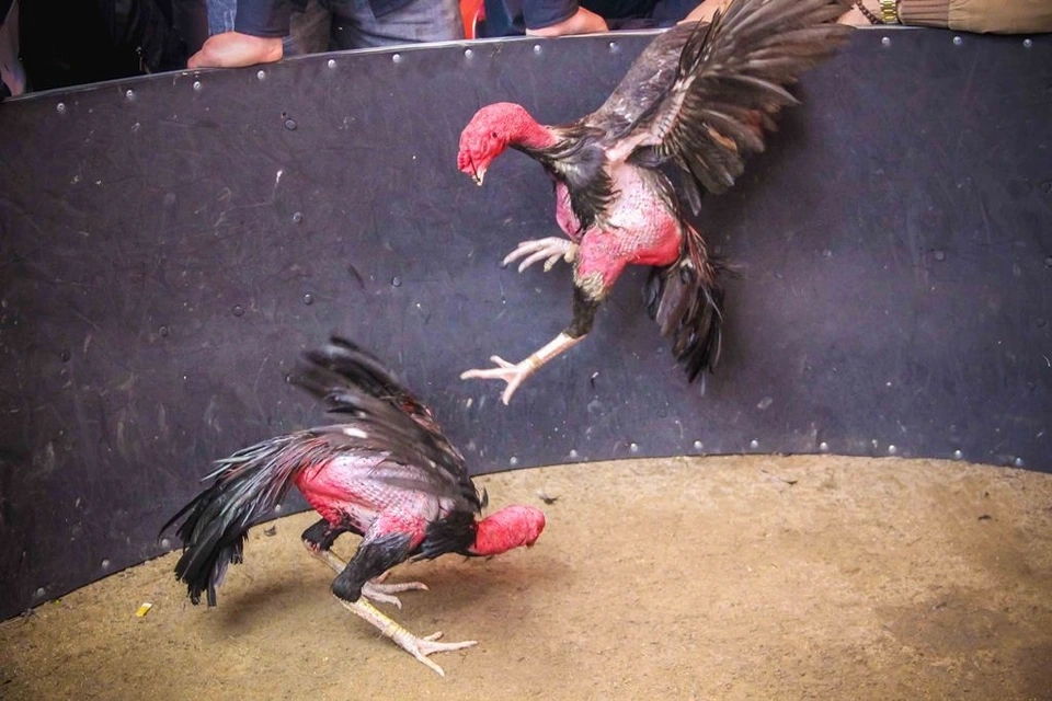Phong tục chọi gà lưu truyền qua nhiều thế hệ