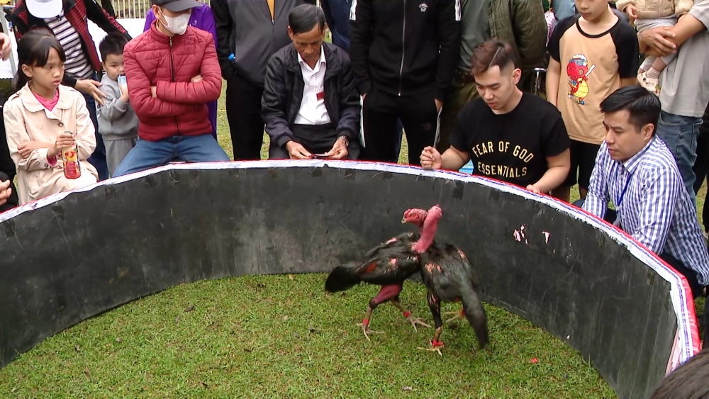 Nguồn gốc trò chơi chọi gà gắn bó làng quê Việt