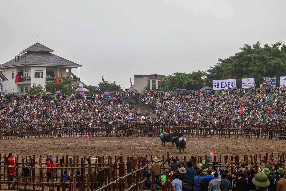 Ý nghĩa văn hóa chọi trâu thể hiện khát vọng mùa màng