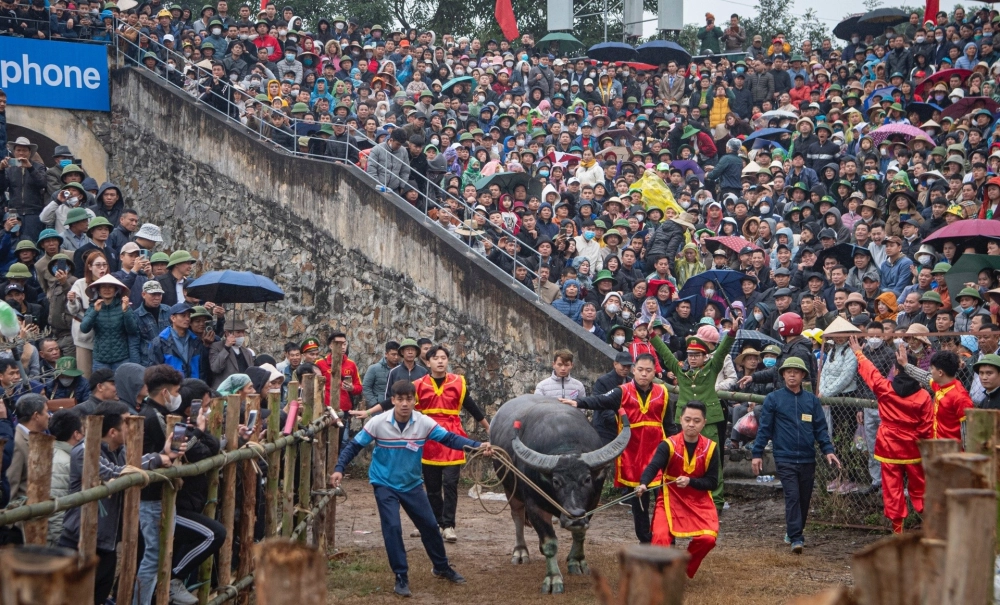 Luật thi đấu chọi trâu dân gian đảm bảo tính nghiêm ngặt