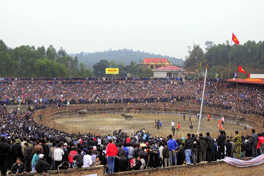 Cách chọn trâu chọi theo kinh nghiệm quyết định thắng bại