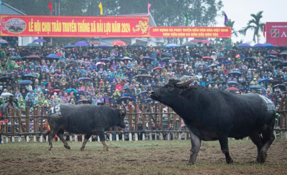 Sự tích trò chơi chọi trâu truyền qua nhiều thế hệ