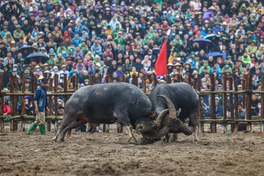 Phong tục chọi trâu người Việt mang giá trị cộng đồng