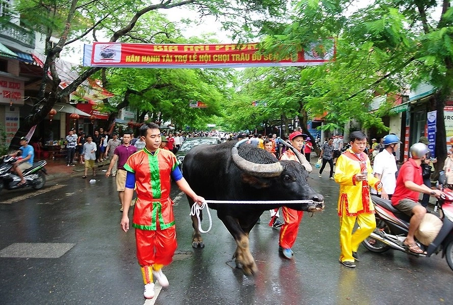 Chuẩn bị trước khi tham gia lễ hội chọi trâu