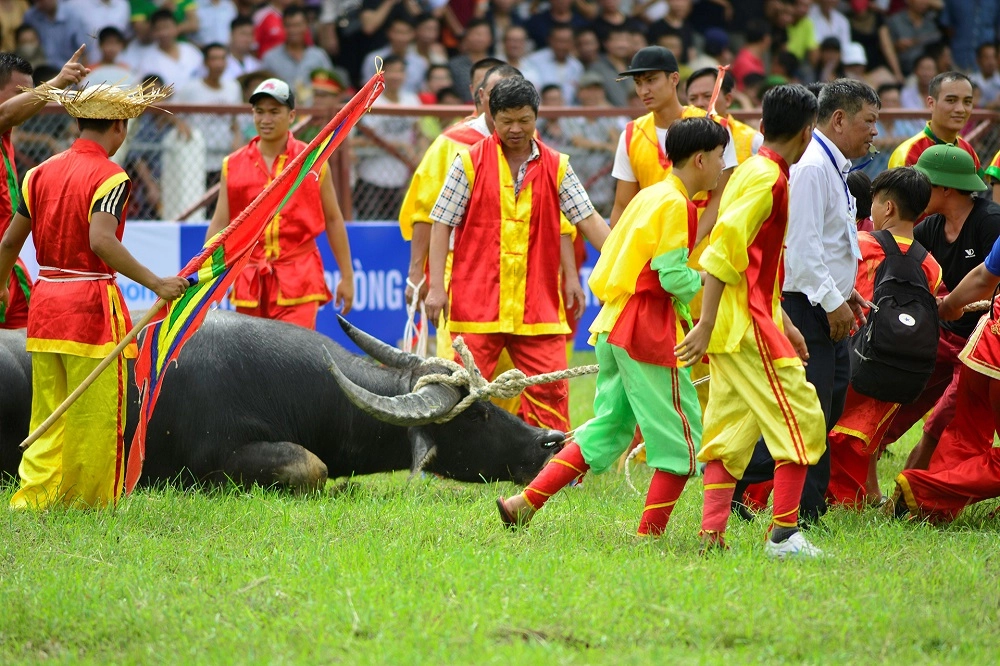 Phong tục chọi trâu người Việt gắn với sinh hoạt cộng đồng