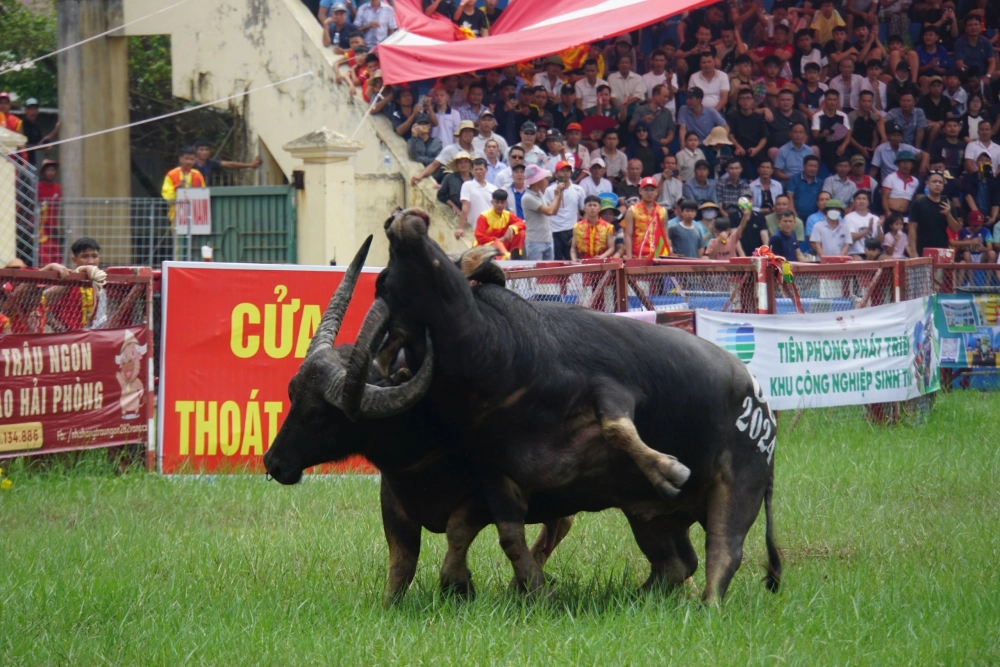 Nguồn gốc trò chơi chọi trâu gắn liền tín ngưỡng cổ xưa