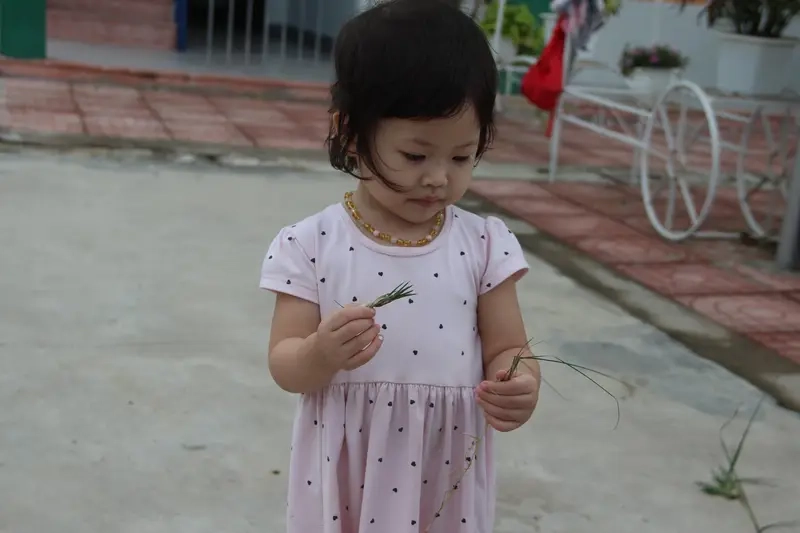 Trò chơi chọi cỏ phổ biến tại nhiều vùng quê