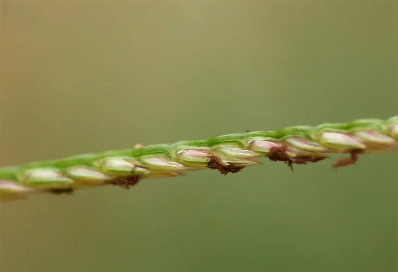 Trò chơi chọi cỏ giải trí truyền thống giữa bạn bè