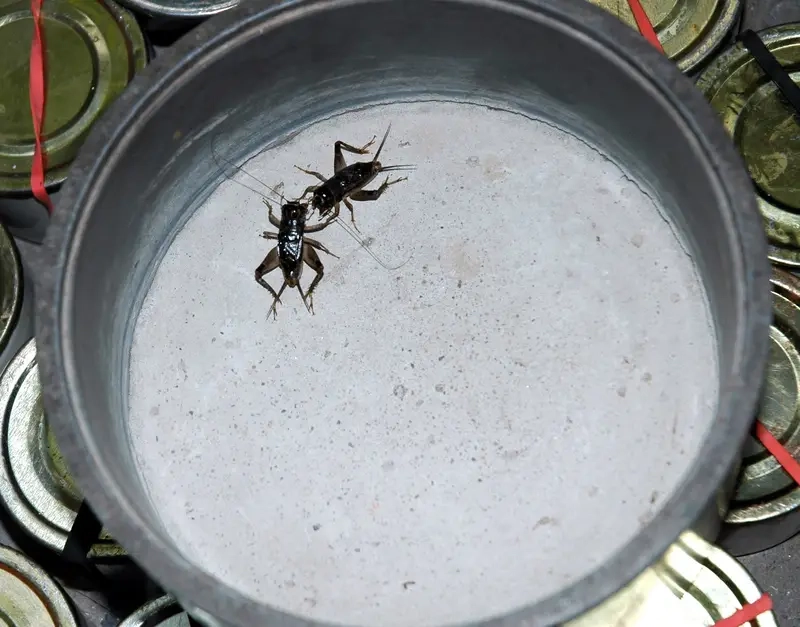 Bí quyết thắng Chọi Dế thể hiện qua thế đấu