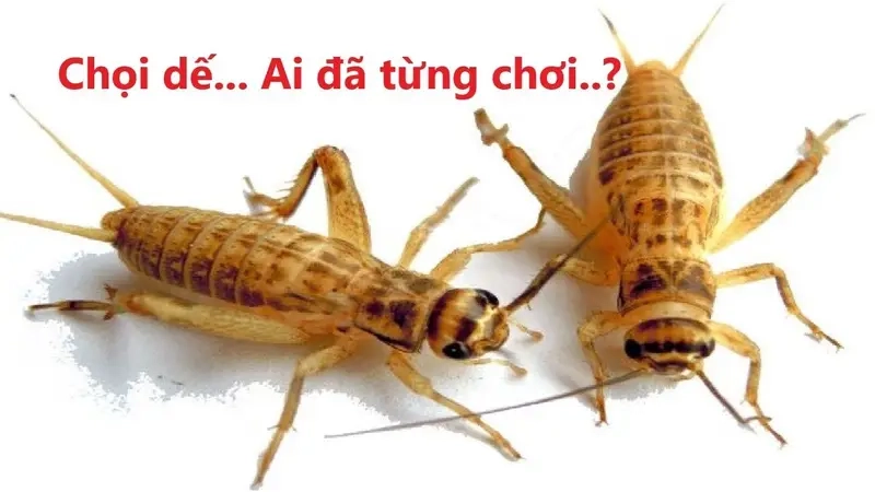 Chọi Dế tái hiện trong khoảnh khắc đối đầu