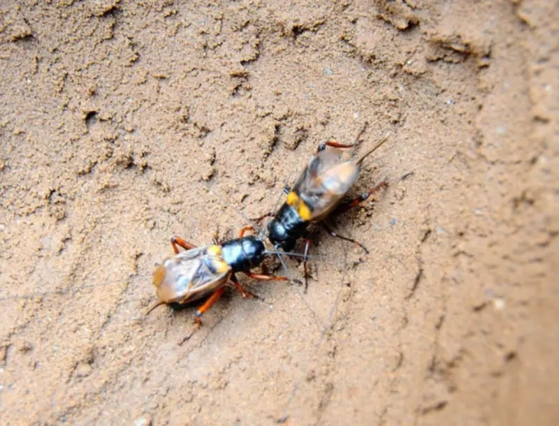 Chọi Dế ở Trung Quốc tái hiện qua sới đấu