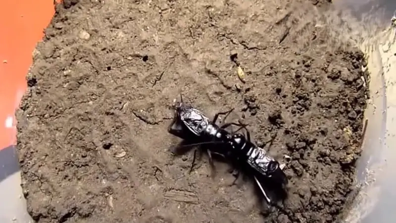 Dế chọi thi đấu trong sới đất truyền thống