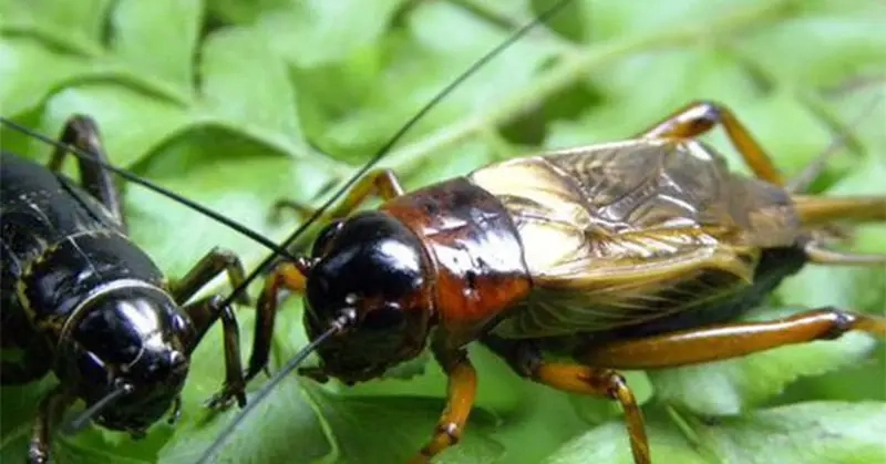 Chọi Dế hay nhất ghi lại trong khoảnh khắc