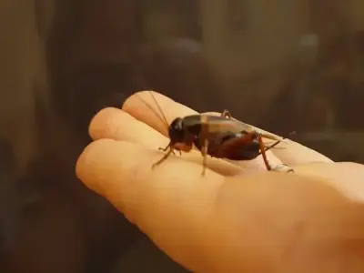 Chọi Dế là gì? Tìm hiểu luật chơi và cách chọn dế chuẩn