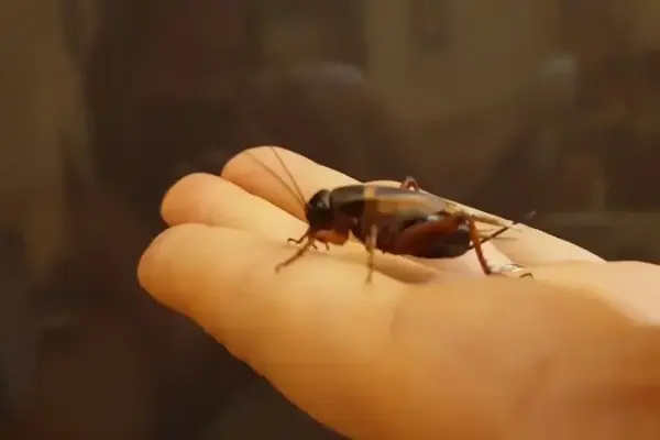 Chọi Dế là gì? Tìm hiểu luật chơi và cách chọn dế chuẩn