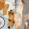 Chó bị nổi cục u dưới da và cách nhận biết các dấu hiệu nguy hiểm