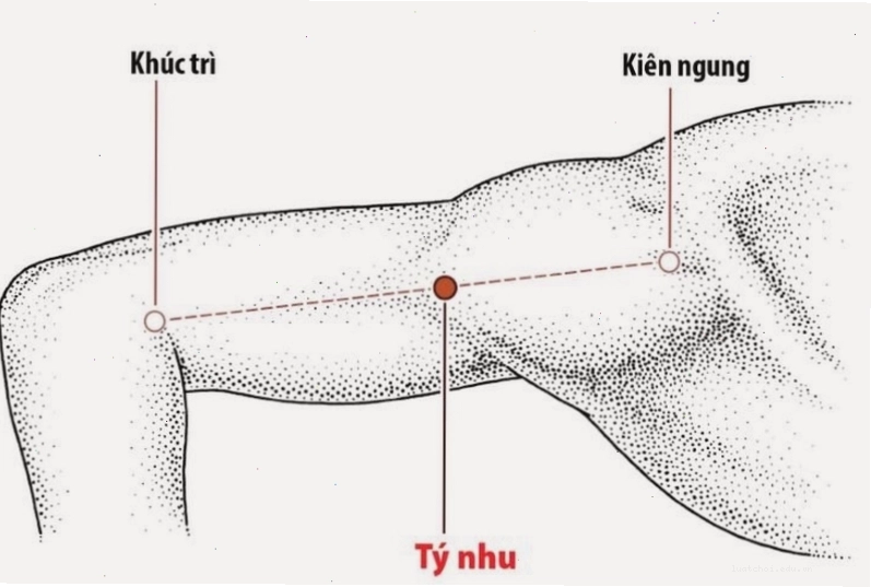 Vị trí huyệt Kiên Ngung được đánh dấu trên hình ảnh giải phẫu khớp vai