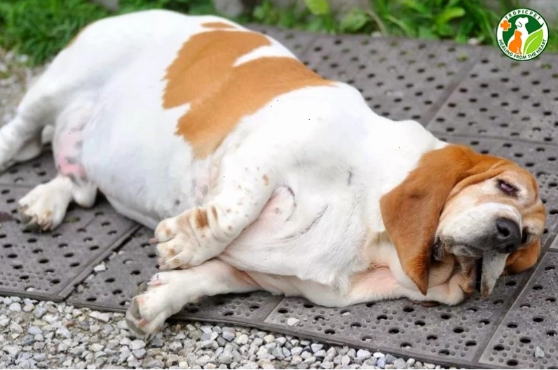 Chó bị nổi cục u dưới da do nhiễm trùng vết thương
