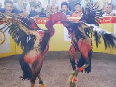 Chọi gà - Bí quyết chọn chiến kê qua hình dáng và vảy chân